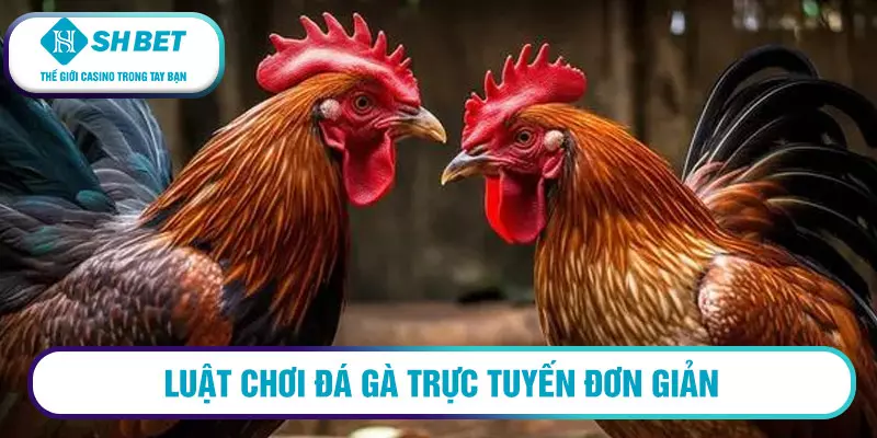 Luật chơi đá gà trực tuyến đơn giản