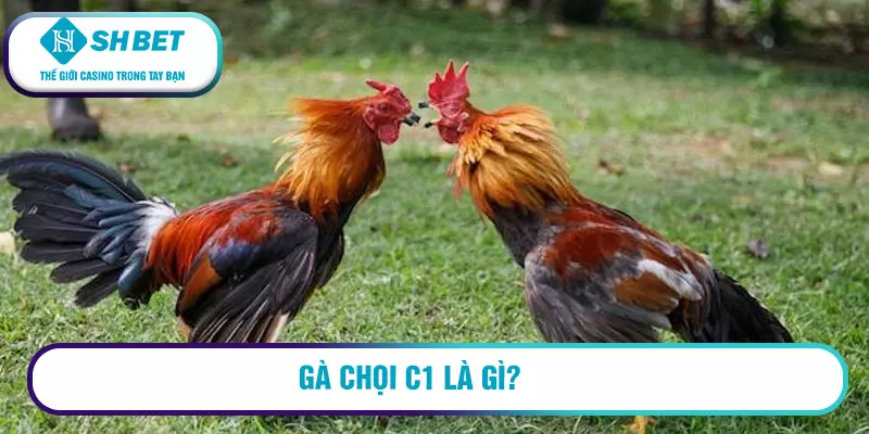 Gà chọi C1 là gì?