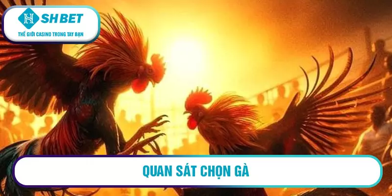 Quan sát chọn gà